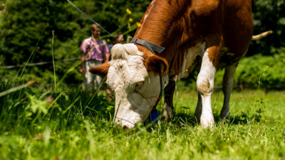 Bio-Kuh beim Grasen.