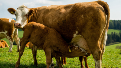 Ein Bio-Kalb trinkt Muttermilch.