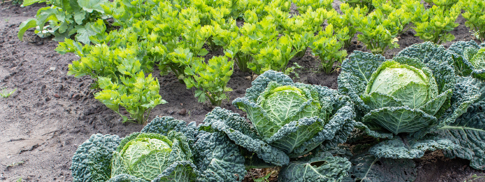 Bio-Kraut und Blattgemüse im Gartenbeet.