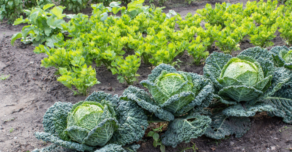 Mischkulturen: Pflanzenmix hält den Garten gesund!