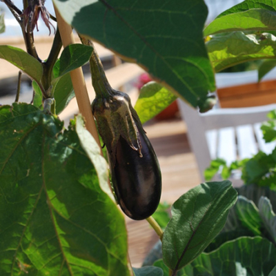 Eine wachsende Melanzani.