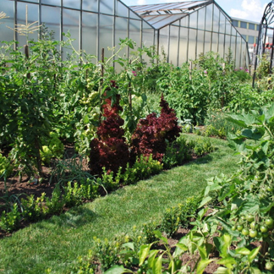 Gemüsegarten und dazugehörige Gewächshäuser.