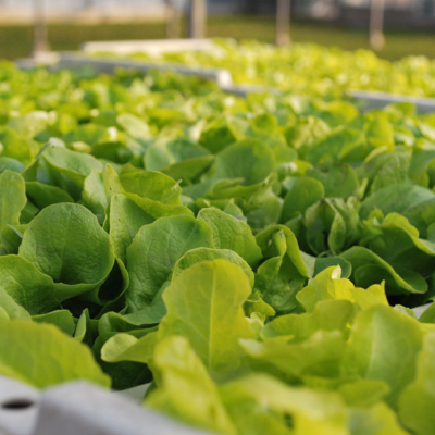 Salat auf einem Feld.