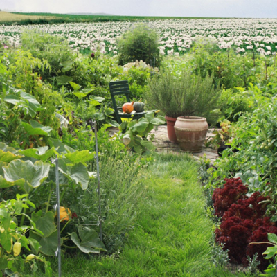Ein Gemüsegarten.