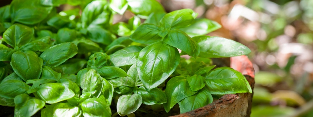 Basillikum in einer Topf.