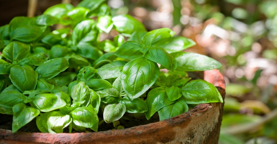 Basilikum: Die duftende Kräuter-Diva