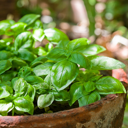 Basillikum in einer Topf.