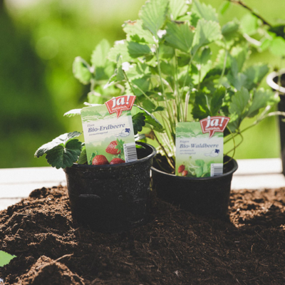 Ja! Natürlich Bio-Erdbeersetzlinge