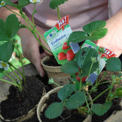 Nahaufnahme Ja! Natürlich Bio-Erdbeeren.