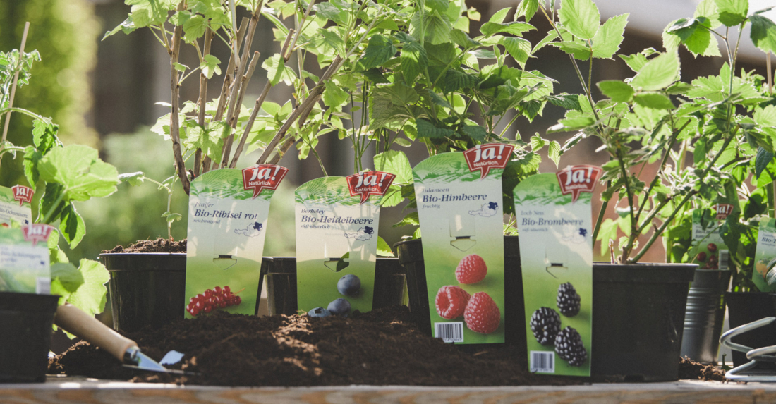 Beeren-Stauden richtig pflanzen