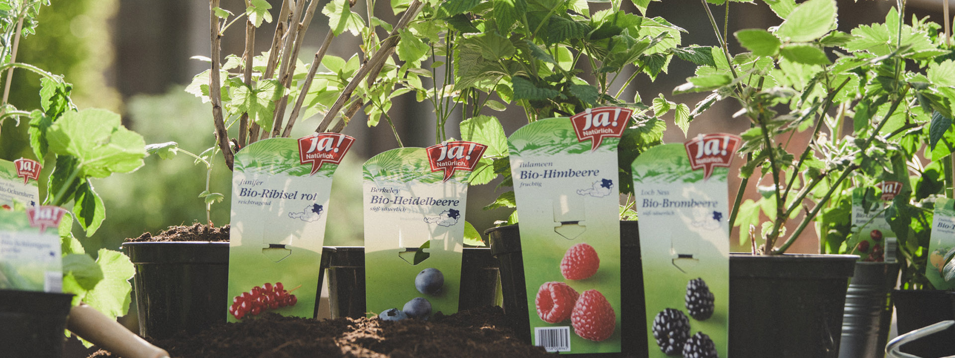 Verschiedene Ja! Natürlich Bio-Früchtesetzlinge im Topf.