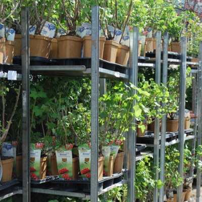 Verschiedene Ja! Natürlich Bio-Früchtesetzlinge im Topf auf einem großen Regal