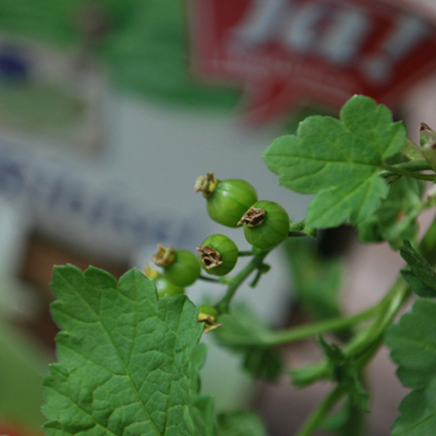 Nahaufnahme unreifer Ja! Natürlich Bio-Stachelbeeren.