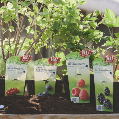 Verschiedene Ja! Natürlich Bio-Früchtesetzlinge im Topf.