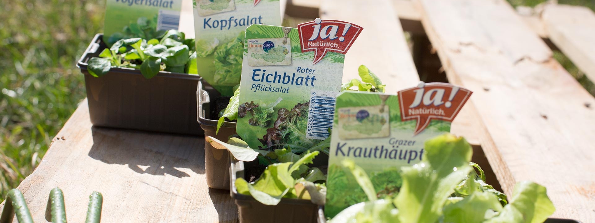 Diverse Ja! Natürlich Bio-Jungpflanzen.