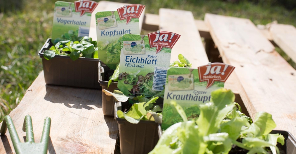 Ab Wann Kann Man Salat Ins Freiland Pflanzen Da haben wir den Bio-Salat: Jungpflanzen fürs eigene Beet sind da! - Ja