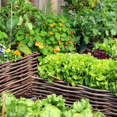 Hochbeete mit Gemüse.