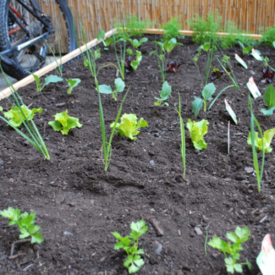 Setzlinge in einem Beet.