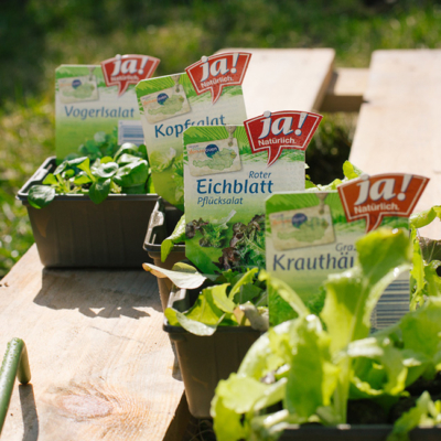 Diverse Ja! Natürlich Bio-Jungpflanzen.