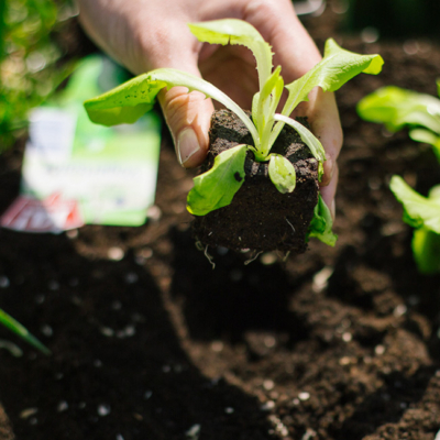 Jemand setzt Ja! Natürlich Salat ein.
