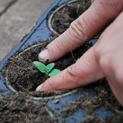 Jemand pflanzt einen Setzling an.