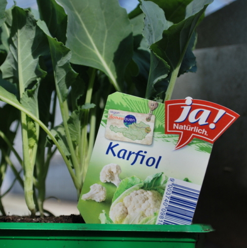 Ja! Natürlich Bio-Karfiolpflanze im Topf.