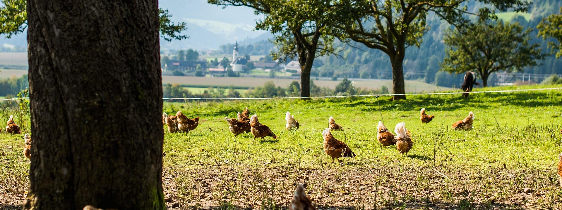 Bio-Hendl auf der Wiese.