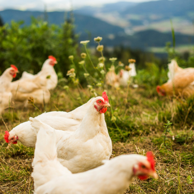 Huhn Freilandeier