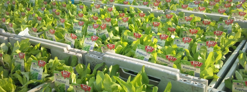 Ja! Natürlich Bio-Salate, diverse Sorten.