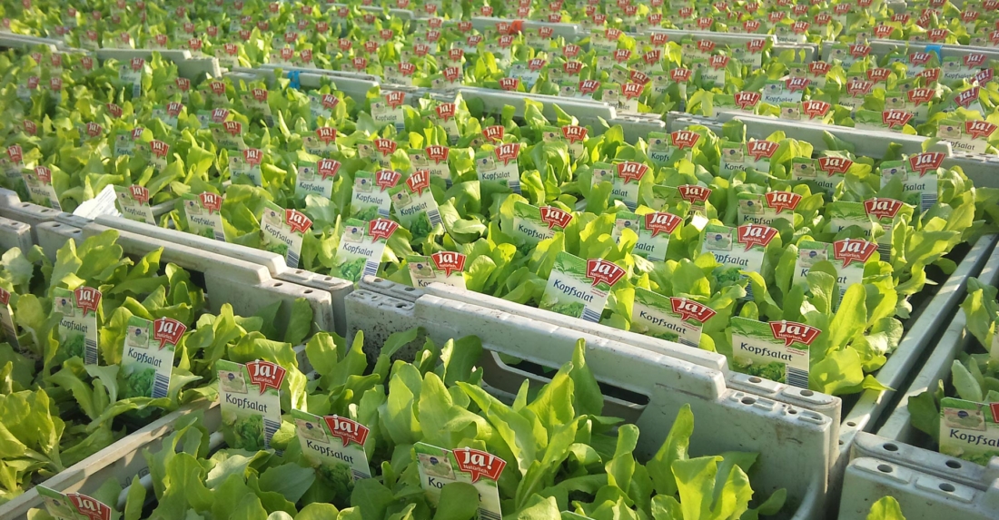 Selbst gepflanzter Salat: Sagen Sie niemals „grünes Gemüse“ zu ihm!