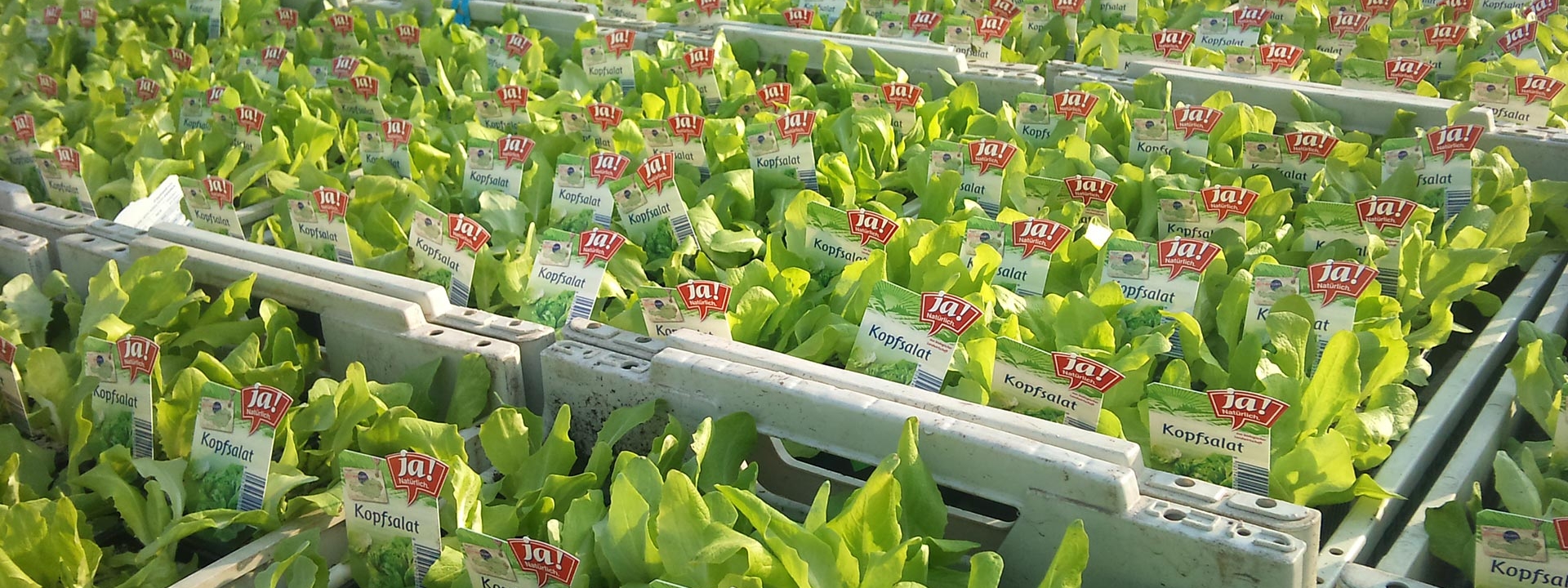 Ja! Natürlich Bio-Salate, diverse Sorten.
