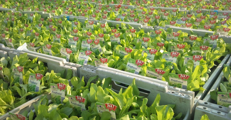 Ab Wann Kann Man Salat Ins Freiland Pflanzen Was unterscheidet Bio-Saatgut von konventionellem Saatgut? - Ja! Natürlich