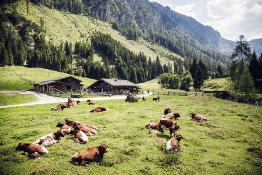 Hohe Tauern Nationalpark, Kühe liegen auf der Weide dahinter stehen 2 Holzhütten
