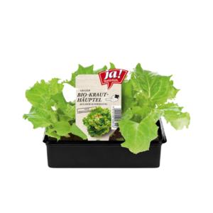 Bio-Salat- und Kohlgemüsejungpflanzen