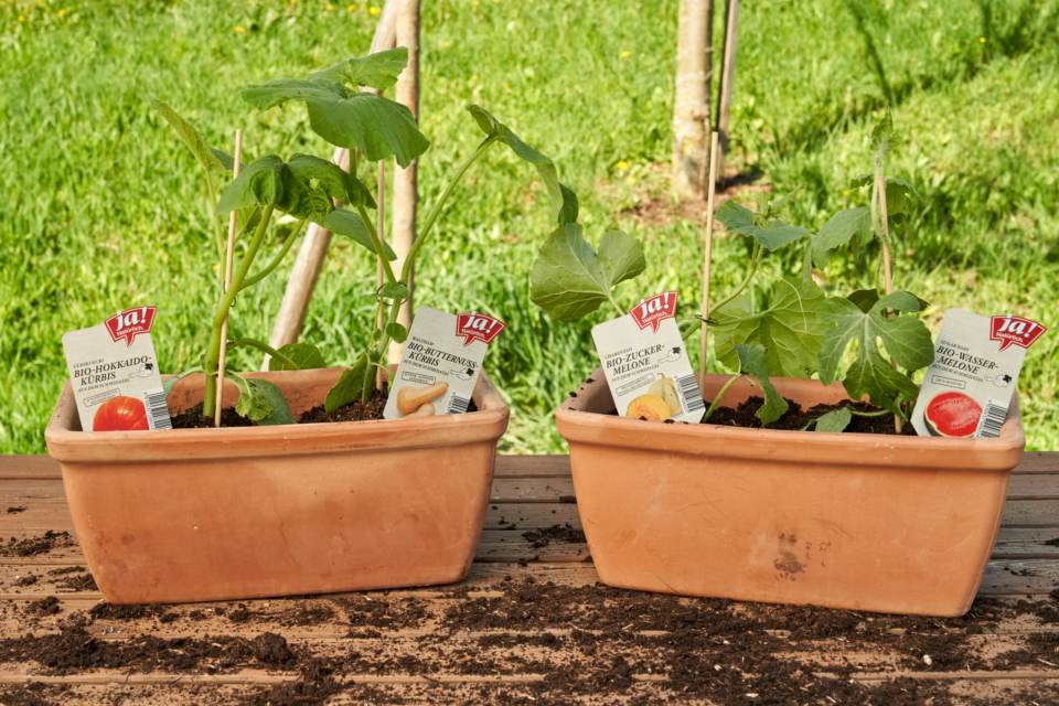 Da haben wir den Bio-Salat: Jungpflanzen fürs eigene Beet sind da!