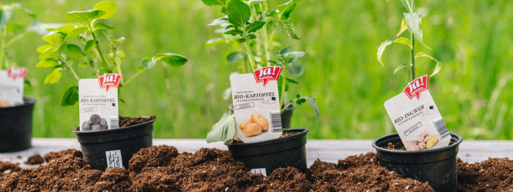 Ja! Natürlich Bio-Setzlinge auf Erde.