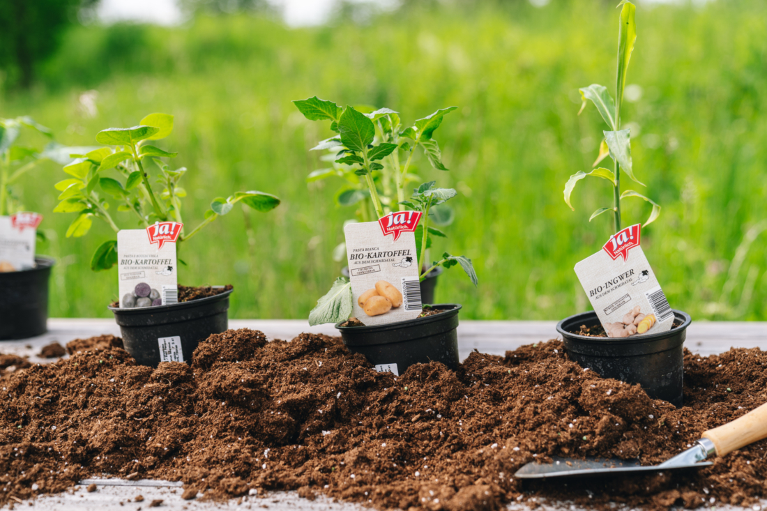 Fruchtfolge im Gemüsebeet: Gut für Boden und Ernte