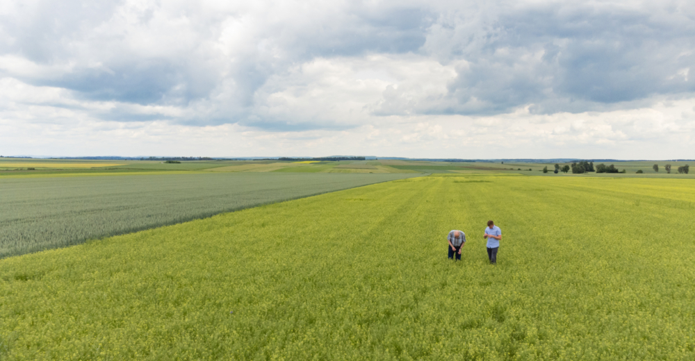Martin Bayer Leindotteröl