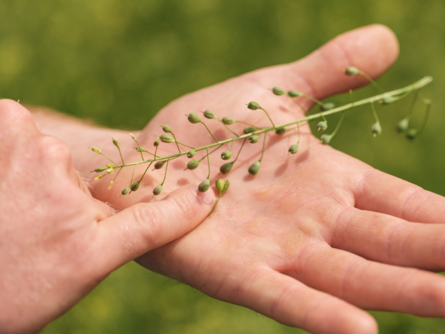 Martin Bayer Leindotteröl