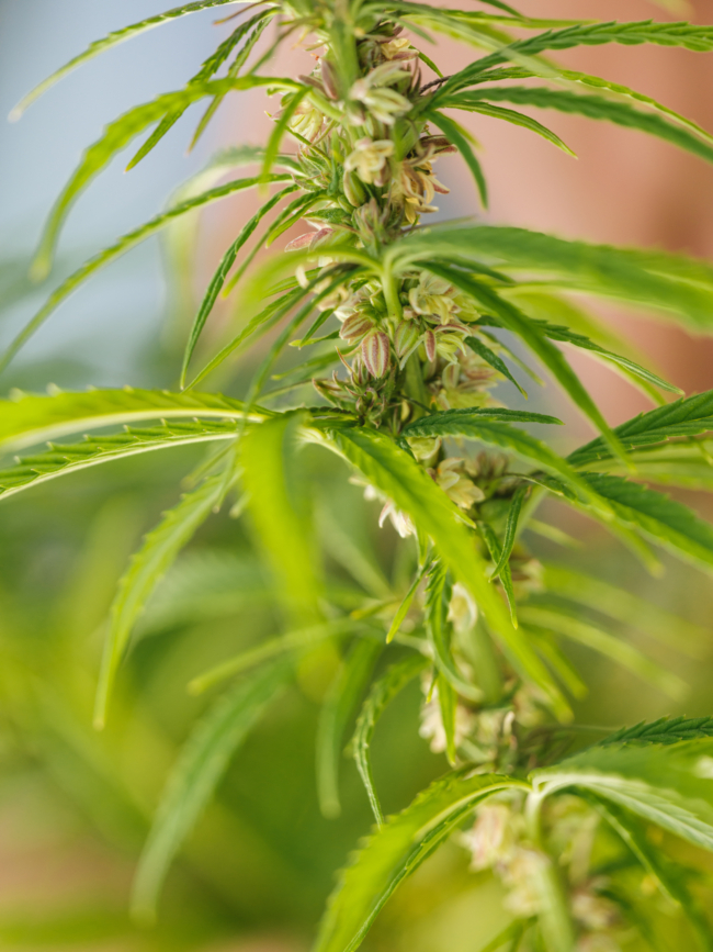 Sabine Strohmer Hanföl