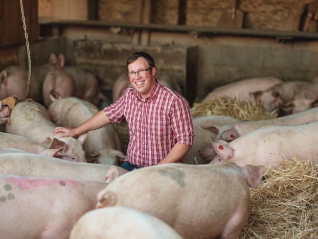 Anton Nichtawitz Strohschweine