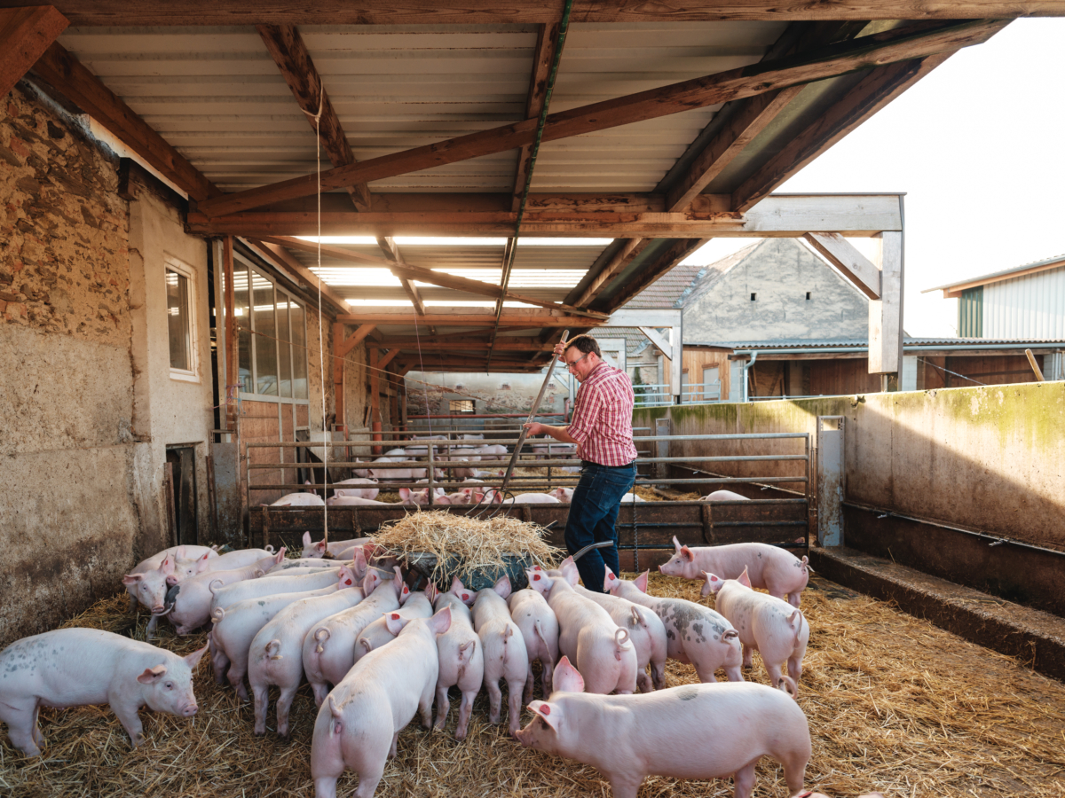 Anton Nichtawitz Strohschweine