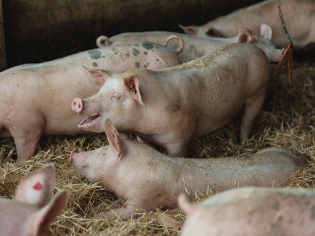 Anton Nichtawitz Strohschweine