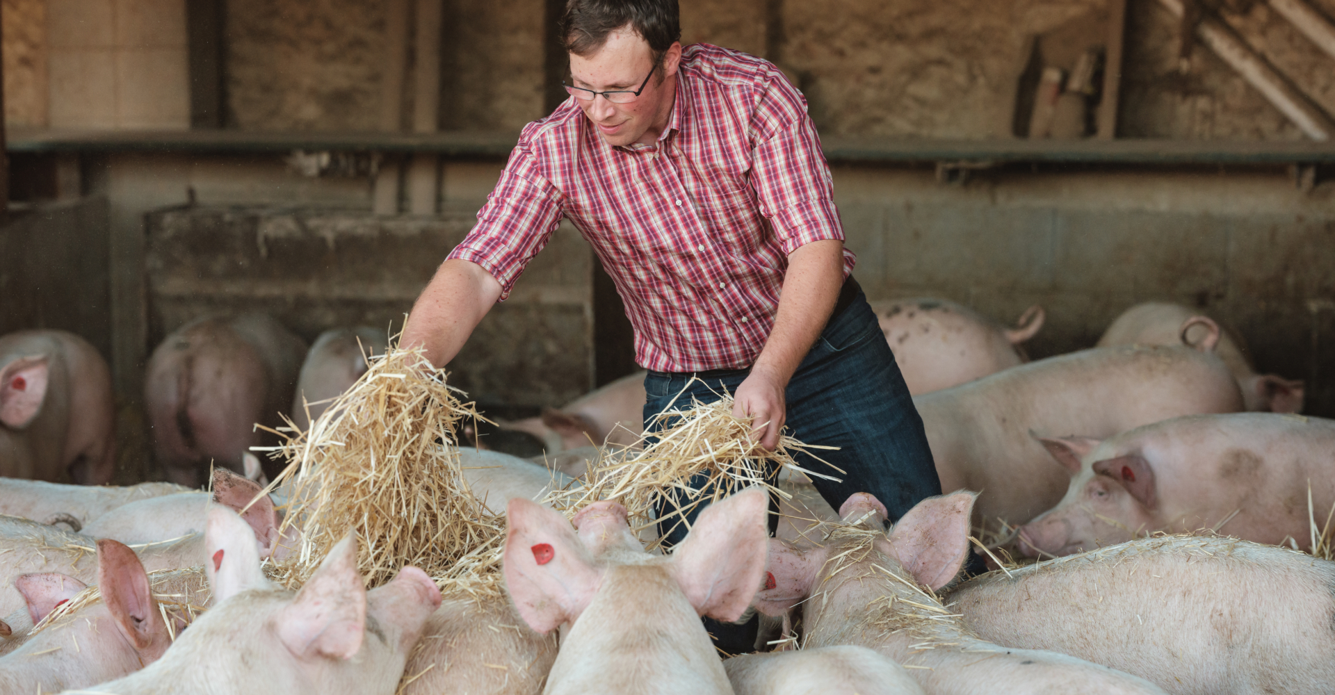 Anton Nichtawitz Strohschweine