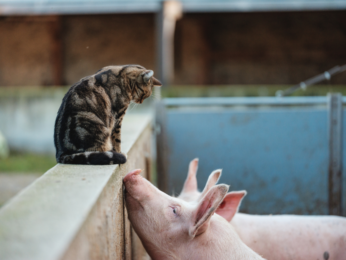 Anton Nichtawitz Strohschweine