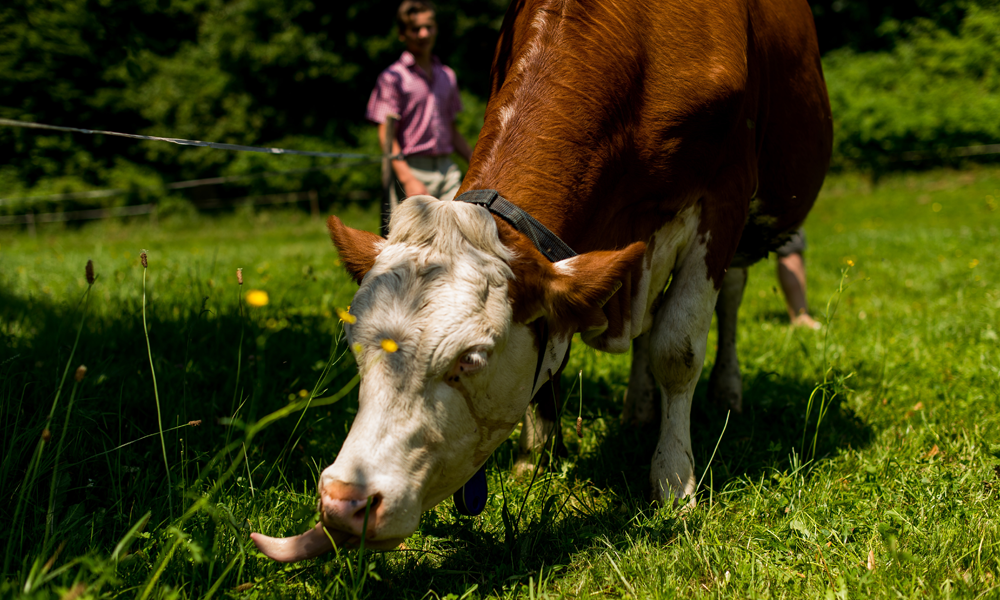 Kuh von Martin Haas auf der Weide - Ja! Natürlich