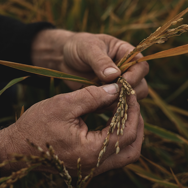 Erwin Unger mit Reisähren - Ja! Natürlich