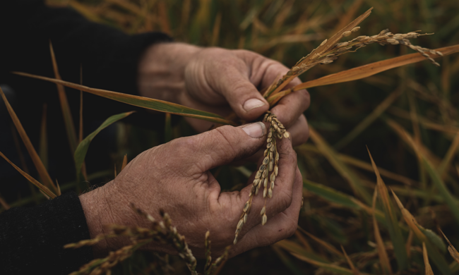 Erwin Unger mit Reisähren - Ja! Natürlich