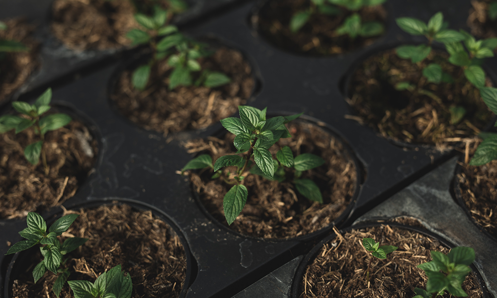 Reispflanze von Erwin Unger - Ja! Natürlich