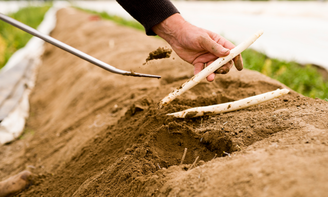 Weißer Bio-Spargel wird von Markus Brandenstein aus dem Erd-Damm geerntet